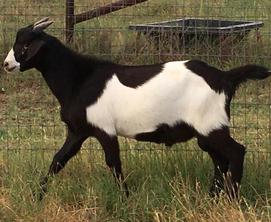 Kiko Bucks for Sale | Short's Livestock | DeLeon, TX 76444