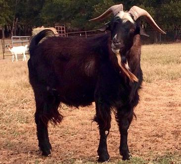 Kiko Bucks at Short's Livestock, Central Texas