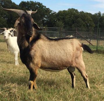 Kiko Bucks at Short's Livestock, Central Texas